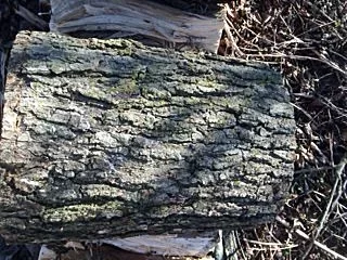 [Hearth.com] WOOD ID