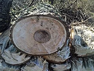 [Hearth.com] WOOD ID