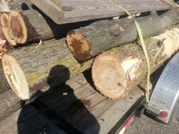 [Hearth.com] Free logs!