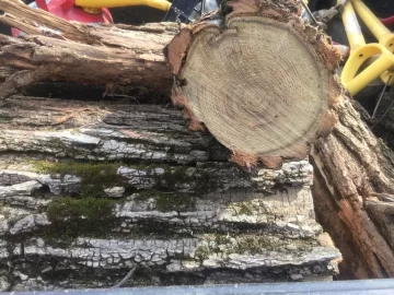 [Hearth.com] Locust?