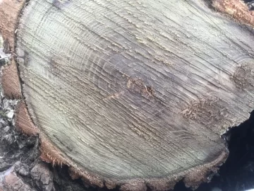 [Hearth.com] Locust?