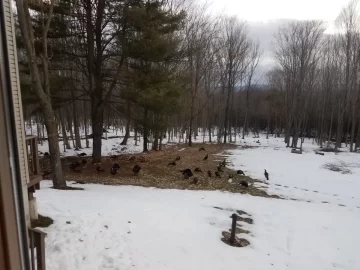 [Hearth.com] Wood thief