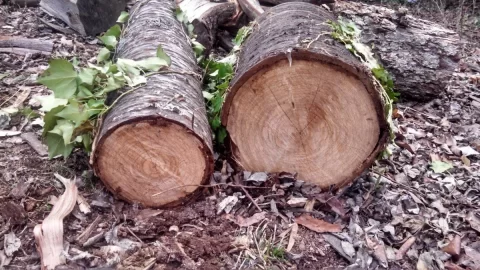 [Hearth.com] Wood ID?