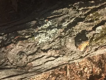 [Hearth.com] What kind of wicked good  wood have we here?