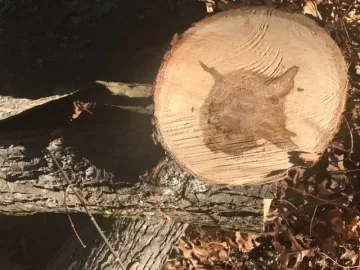 [Hearth.com] What kind of wicked good  wood have we here?