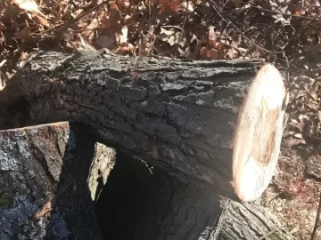[Hearth.com] What kind of wicked good  wood have we here?