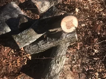 [Hearth.com] What kind of wicked good  wood have we here?