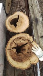 Oak rotted out in center