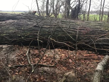 [Hearth.com] Sugar Maple?