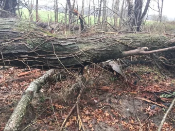 [Hearth.com] Sugar Maple?