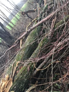 [Hearth.com] Sugar Maple?
