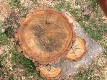 [Hearth.com] And for the latest round of wood I'd ...