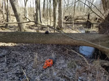 [Hearth.com] Swamp mucking for ash...