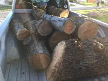 [Hearth.com] Honey Locust ? ?