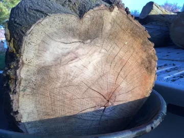 [Hearth.com] Honey Locust ? ?