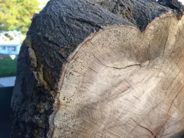 [Hearth.com] Honey Locust ? ?