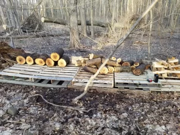 [Hearth.com] Swamp mucking for ash...