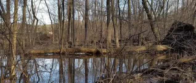 [Hearth.com] Swamp mucking for ash...