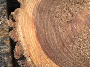 [Hearth.com] Honey Locust ? ?