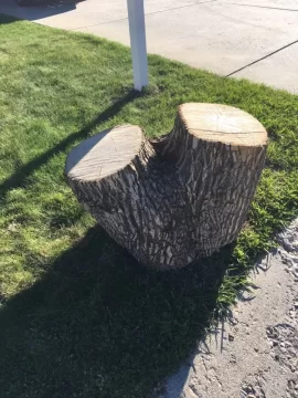 [Hearth.com] Honey Locust ? ?