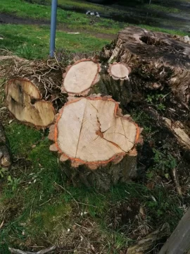 [Hearth.com] Neighbor's wood id