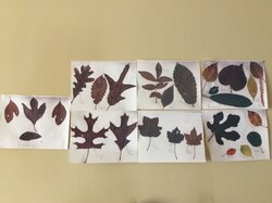 Leaf Project