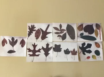 [Hearth.com] Leaf Project