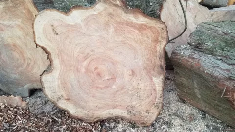 What to do with Redwood tree