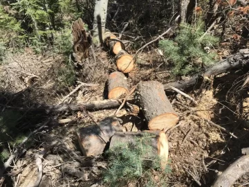 [Hearth.com] Douglas Fir score