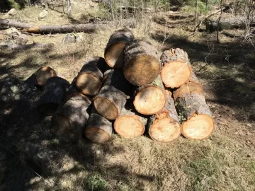 [Hearth.com] Douglas Fir score