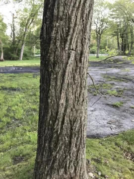 [Hearth.com] Tree id