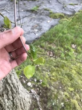 [Hearth.com] Tree id