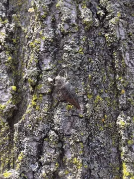 [Hearth.com] Help save my kids tire swing tree.