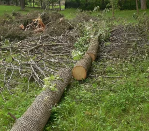 Could use help on an Ash score in zip 45305 (Bellebrook, OH)