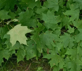 Could use help on an Ash score in zip 45305 (Bellebrook, OH)