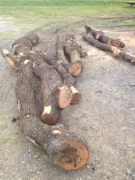 [Hearth.com] Scavenge wood or go fishing?