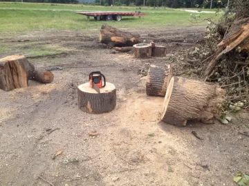 [Hearth.com] Scavenge wood or go fishing?