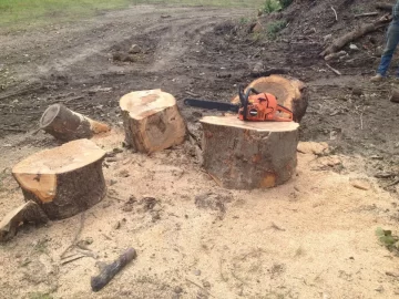 [Hearth.com] Scavenge wood or go fishing?