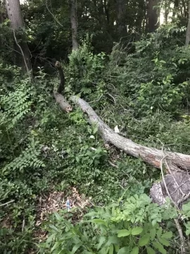 [Hearth.com] Downed red maple.
