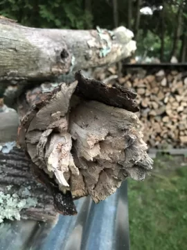 [Hearth.com] Downed red maple.