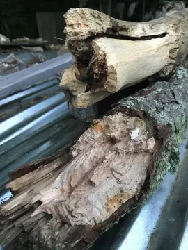 [Hearth.com] Downed red maple.