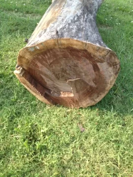 [Hearth.com] Walnut?