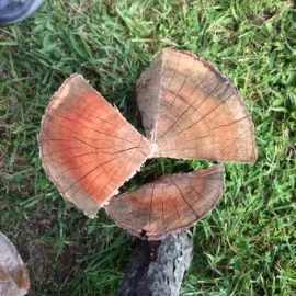 [Hearth.com] Wood ID Help Please
