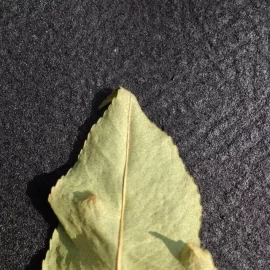 [Hearth.com] Wood ID Help Please