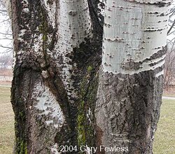 Birch or Poplar