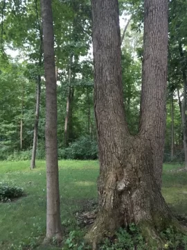 [Hearth.com] TREE ADVICE PLEASE