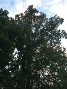 [Hearth.com] TREE ADVICE PLEASE