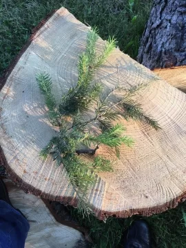 [Hearth.com] What kind of pine is this?