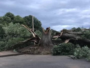 [Hearth.com] HUGE Oak Down