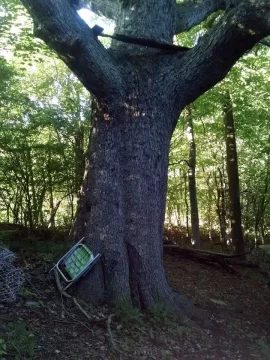 [Hearth.com] HUGE Oak Down